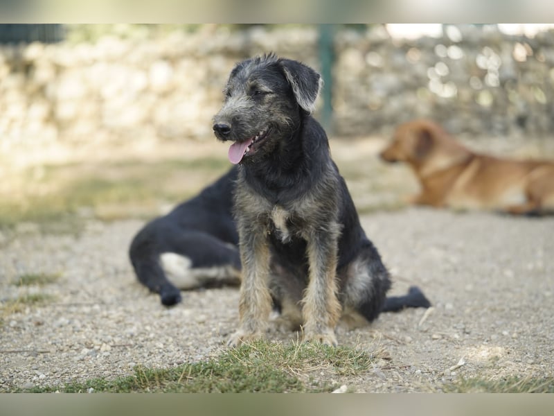 Lani – fröhliche kleine Hündin sucht ihre Menschen