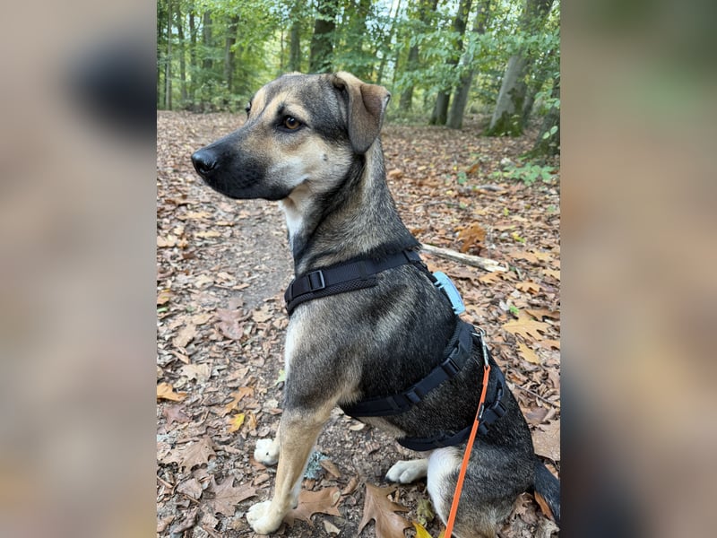 Dasha – fröhliche, sensible Junghündin sucht ihr Für-immer-Zuhause ❤️