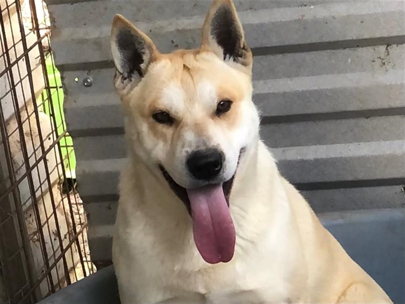 Rohdiamant Yaro wartet auf sein Zuhause