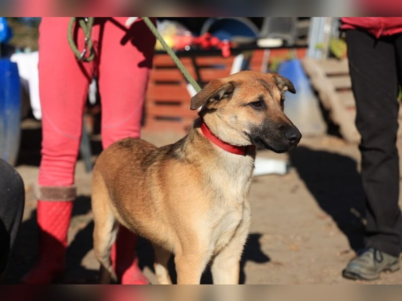 Rohdiamant Yaro wartet auf sein Zuhause