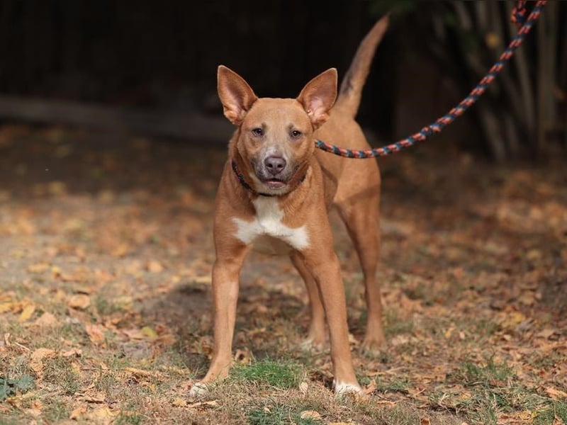 IVY- aufgeschlossen gegenüber Mensch und Hund
