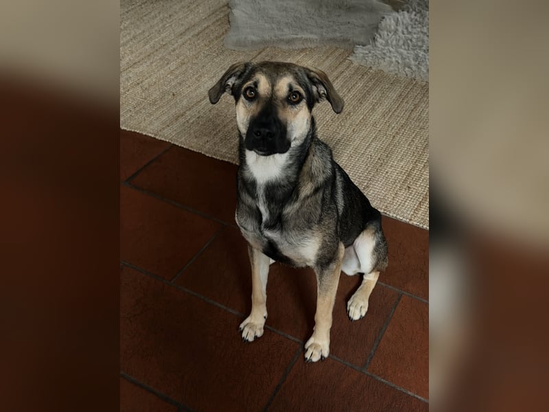 Dasha – fröhliche, sensible Junghündin sucht ihr Für-immer-Zuhause ❤️