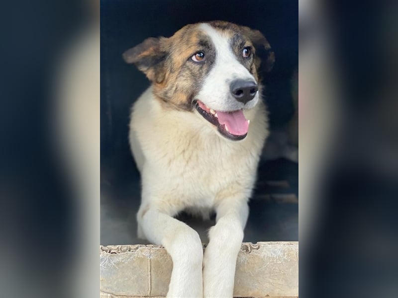 Orini, geb. ca. 07/2021, lebt in GRIECHENLAND, im städt. Tierheim Serres