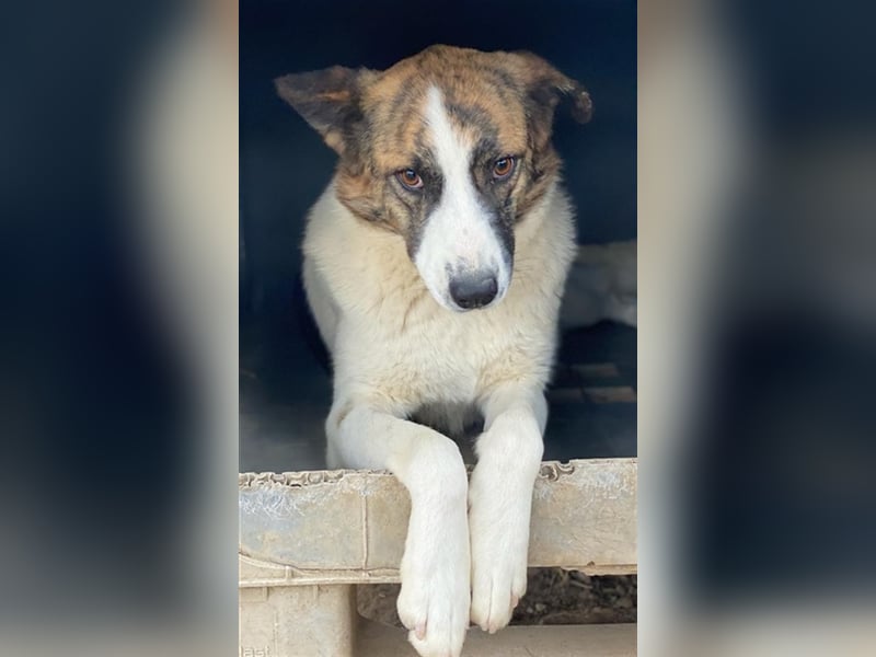 Orini, geb. ca. 07/2021, lebt in GRIECHENLAND, im städt. Tierheim Serres