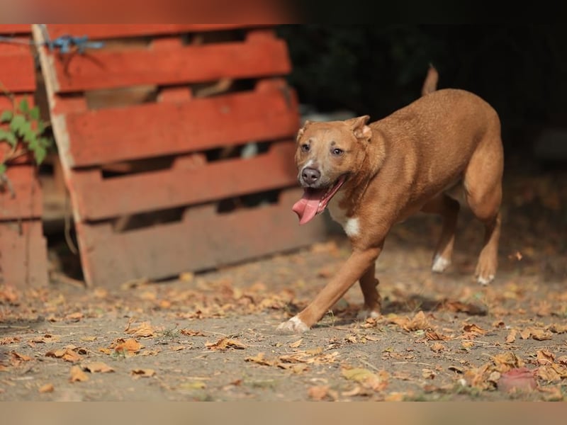 IVY- aufgeschlossen gegenüber Mensch und Hund