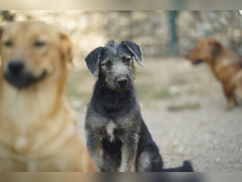 Lani – fröhliche kleine Hündin sucht ihre Menschen