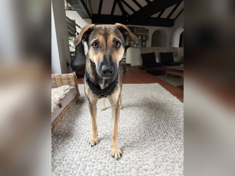 Dasha – fröhliche, sensible Junghündin sucht ihr Für-immer-Zuhause ❤️