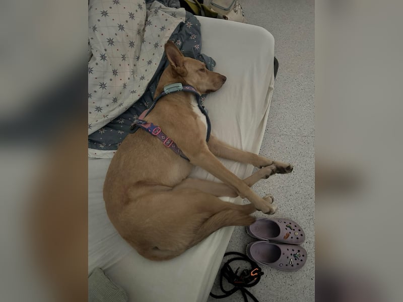 Elsa - sportliche Hündin sucht ruhiges Zuhause bei erfahrenen Hundemenschen
