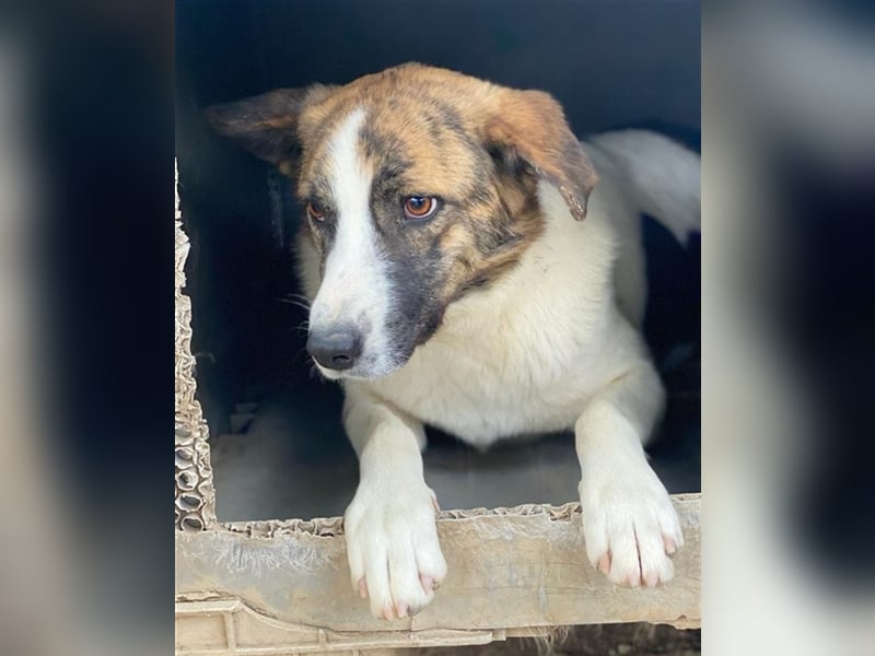 Orini, geb. ca. 07/2021, lebt in GRIECHENLAND, im städt. Tierheim Serres