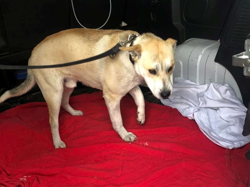 Rohdiamant Yaro wartet auf sein Zuhause