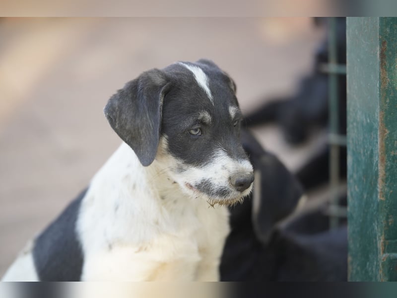 Oreo – kleiner Mann, großes Leben vor sich
