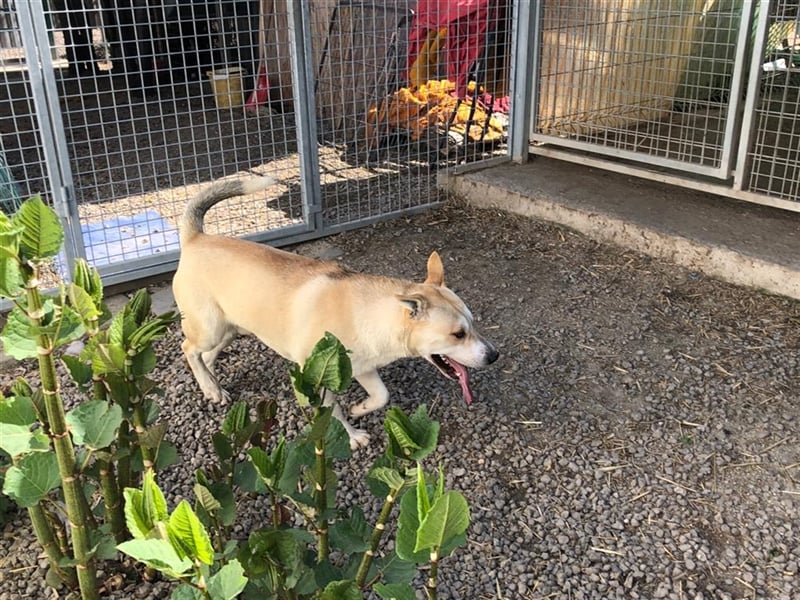 Rohdiamant Yaro wartet auf sein Zuhause