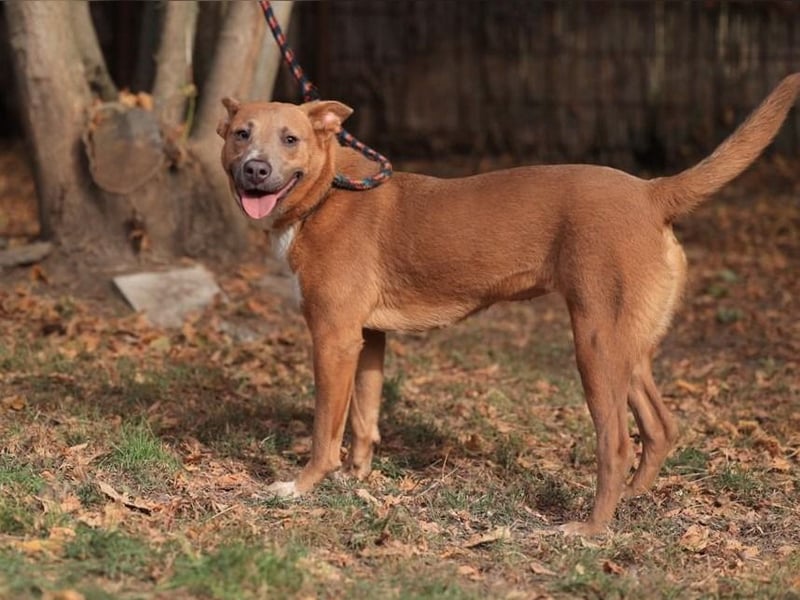 IVY- aufgeschlossen gegenüber Mensch und Hund