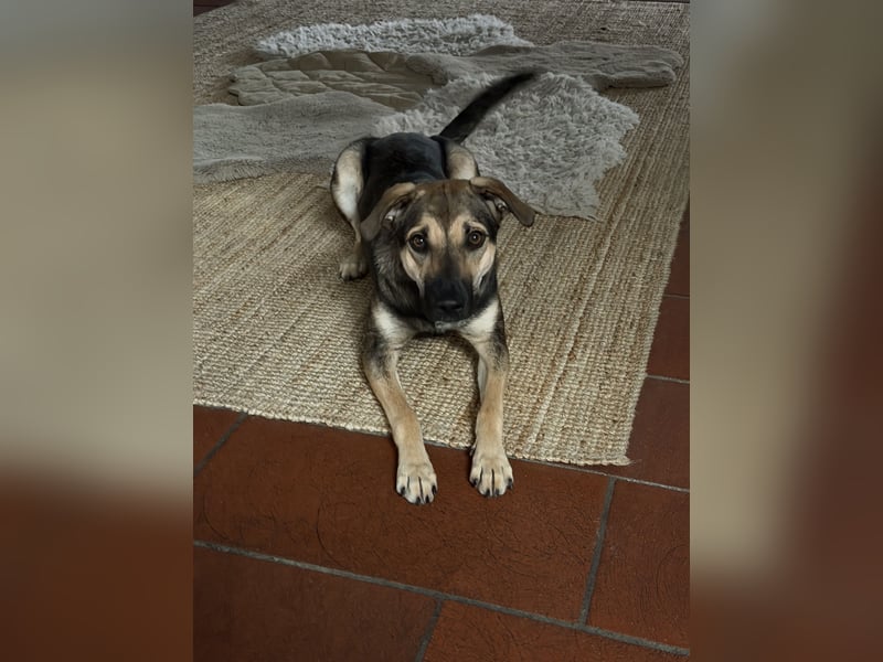 Dasha – fröhliche, sensible Junghündin sucht ihr Für-immer-Zuhause ❤️