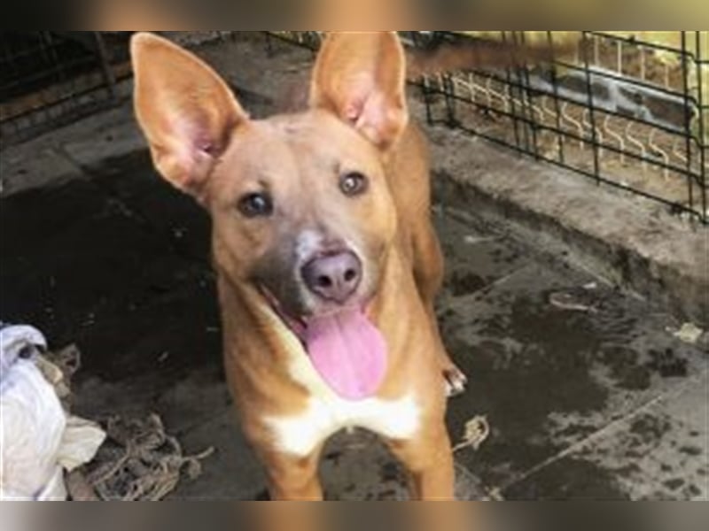 IVY- aufgeschlossen gegenüber Mensch und Hund