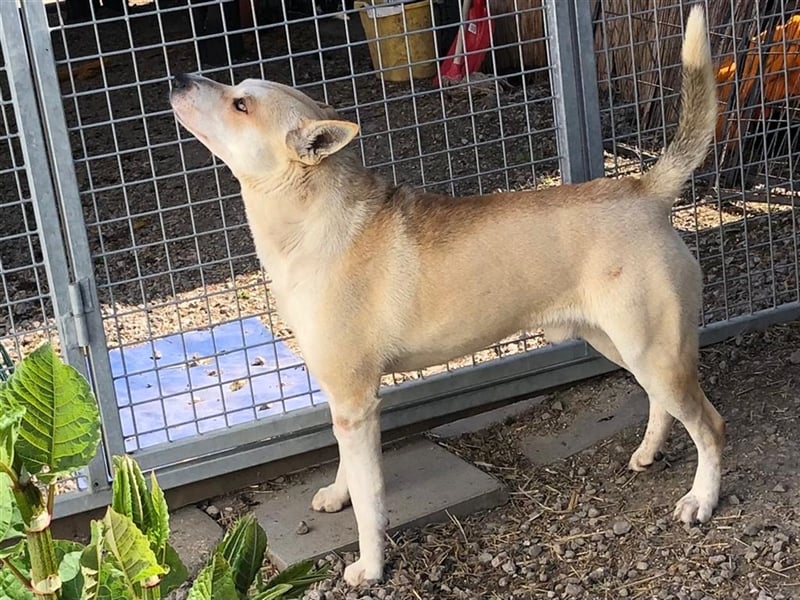 Rohdiamant Yaro wartet auf sein Zuhause