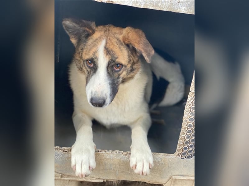 Orini, geb. ca. 07/2021, lebt in GRIECHENLAND, im städt. Tierheim Serres