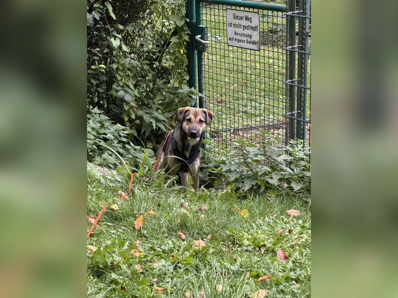Dasha – fröhliche, sensible Junghündin sucht ihr Für-immer-Zuhause ❤️