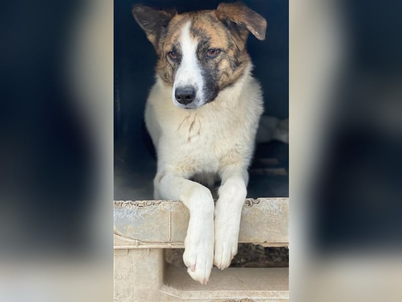 Orini, geb. ca. 07/2021, lebt in GRIECHENLAND, im städt. Tierheim Serres