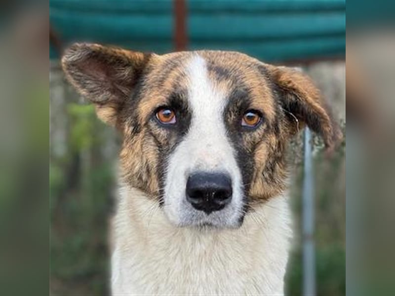 Orini, geb. ca. 07/2021, lebt in GRIECHENLAND, im städt. Tierheim Serres