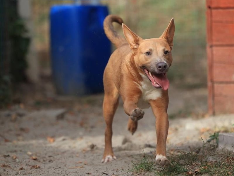 IVY- aufgeschlossen gegenüber Mensch und Hund