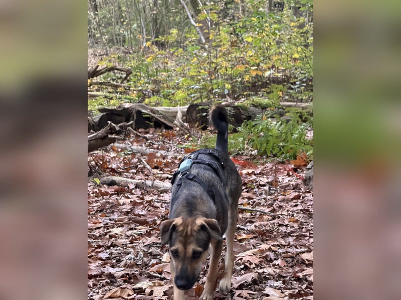 Dasha – fröhliche, sensible Junghündin sucht ihr Für-immer-Zuhause ❤️