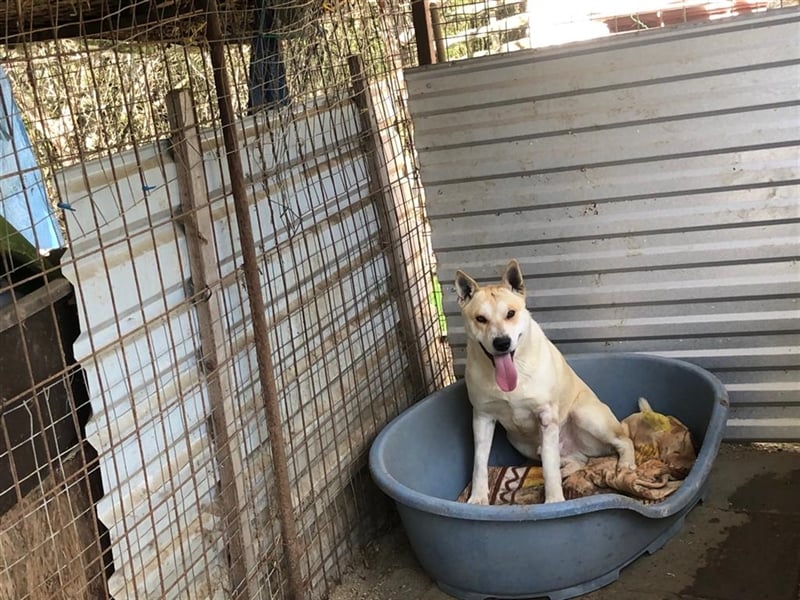 Rohdiamant Yaro wartet auf sein Zuhause