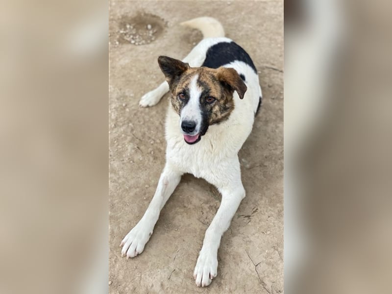 Orini, geb. ca. 07/2021, lebt in GRIECHENLAND, im städt. Tierheim Serres