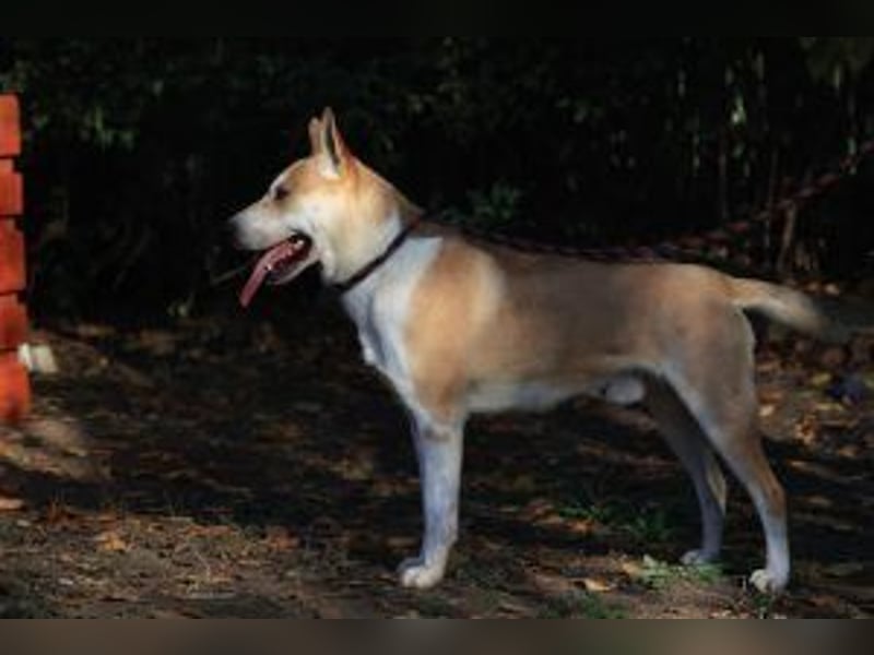 Rohdiamant Yaro wartet auf sein Zuhause