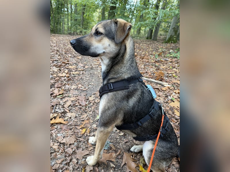Dasha – fröhliche, sensible Junghündin sucht ihr Für-immer-Zuhause ❤️