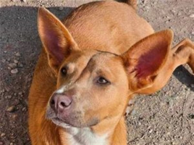 IVY- aufgeschlossen gegenüber Mensch und Hund