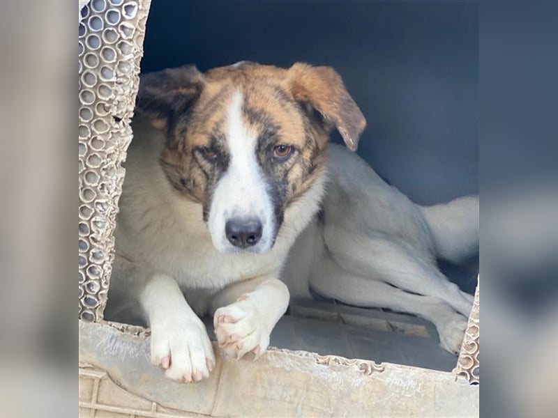 Orini, geb. ca. 07/2021, lebt in GRIECHENLAND, im städt. Tierheim Serres