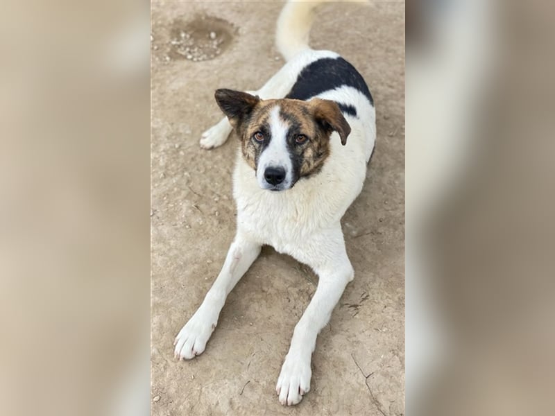 Orini, geb. ca. 07/2021, lebt in GRIECHENLAND, im städt. Tierheim Serres