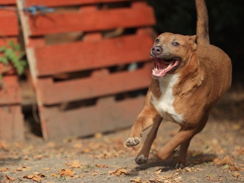 IVY- aufgeschlossen gegenüber Mensch und Hund