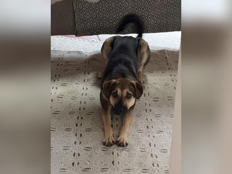 Dasha – fröhliche, sensible Junghündin sucht ihr Für-immer-Zuhause ❤️