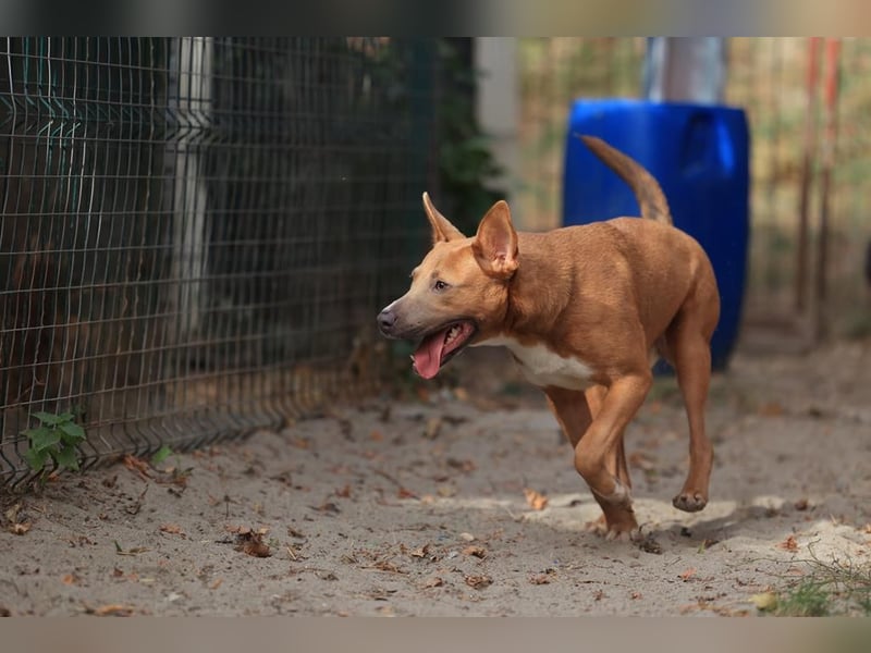 IVY- aufgeschlossen gegenüber Mensch und Hund