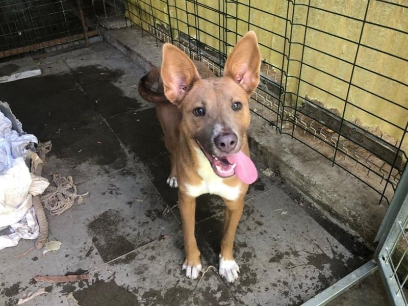 IVY- aufgeschlossen gegenüber Mensch und Hund