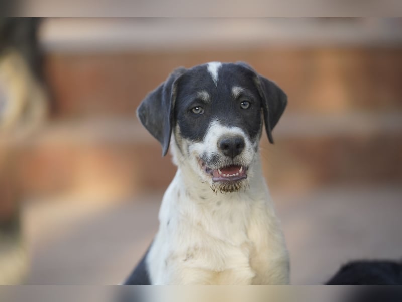 Oreo – kleiner Mann, großes Leben vor sich