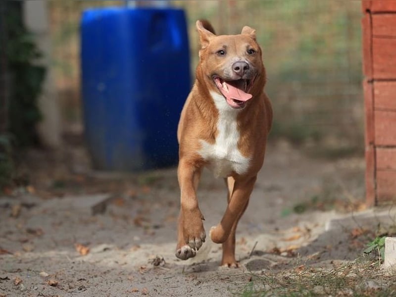 IVY- aufgeschlossen gegenüber Mensch und Hund
