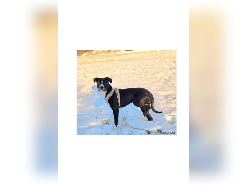 Shadow sucht ein neues Zuhause