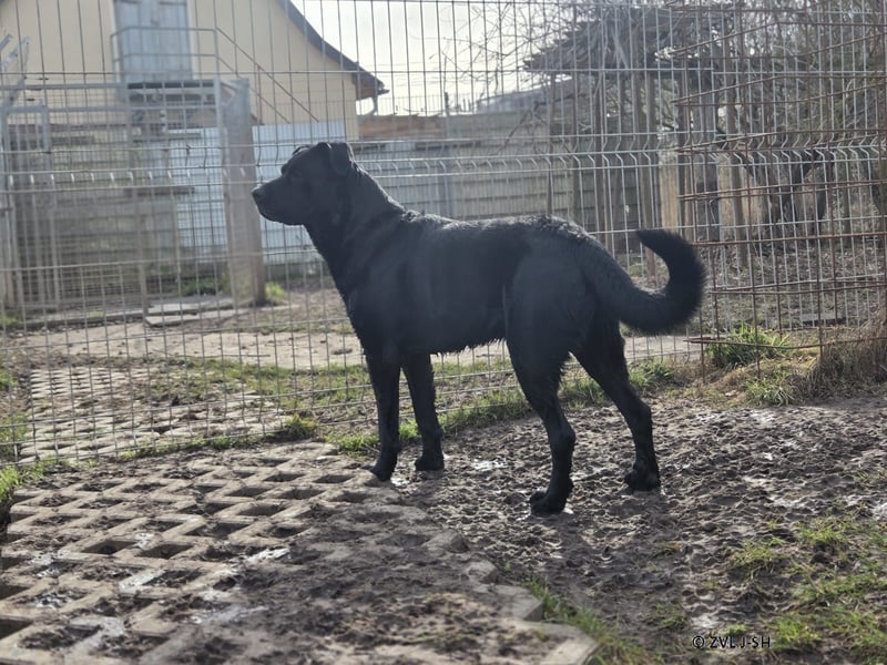 Yamo sucht ein neues Zuhause