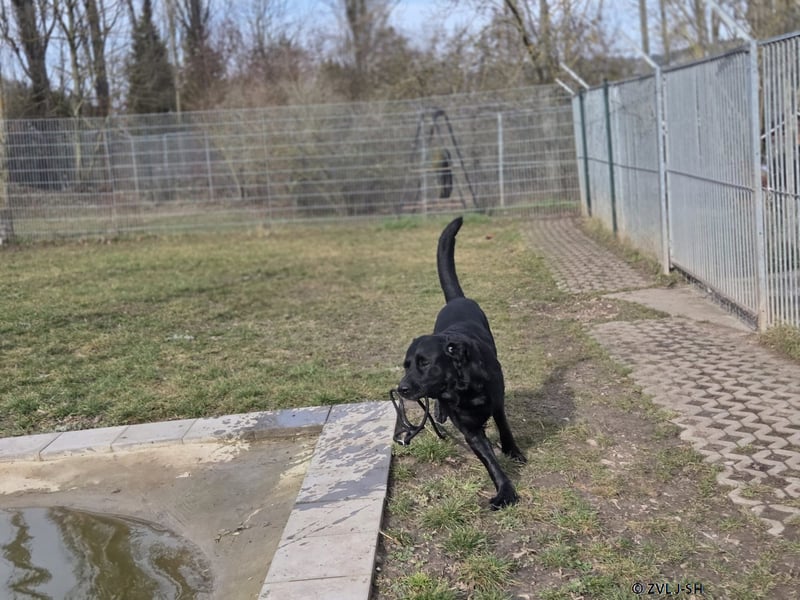 Yamo sucht ein neues Zuhause