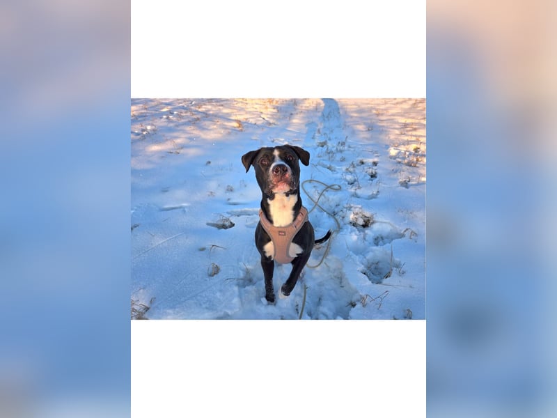 Shadow sucht ein neues Zuhause