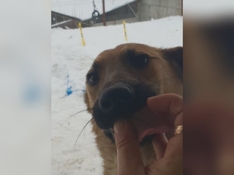 AURELIA sucht ihr FOREVER HOME