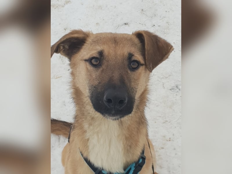 AURELIA sucht ihr FOREVER HOME