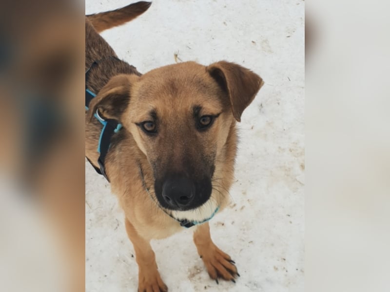 AURELIA sucht ihr FOREVER HOME