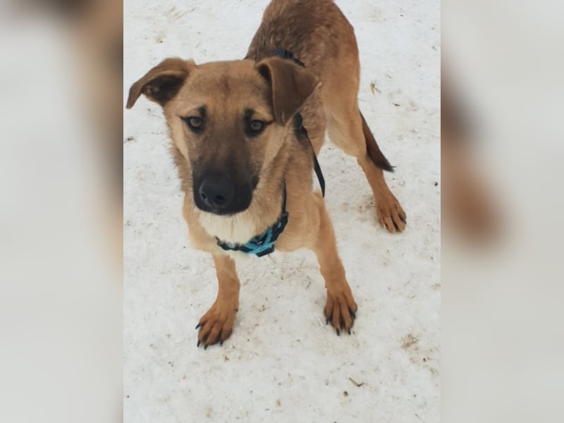 AURELIA sucht ihr FOREVER HOME