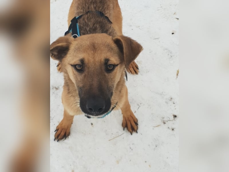 AURELIA sucht ihr FOREVER HOME