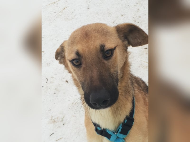 AURELIA sucht ihr FOREVER HOME