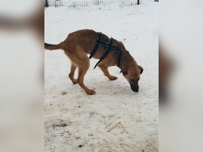 AURELIA sucht ihr FOREVER HOME